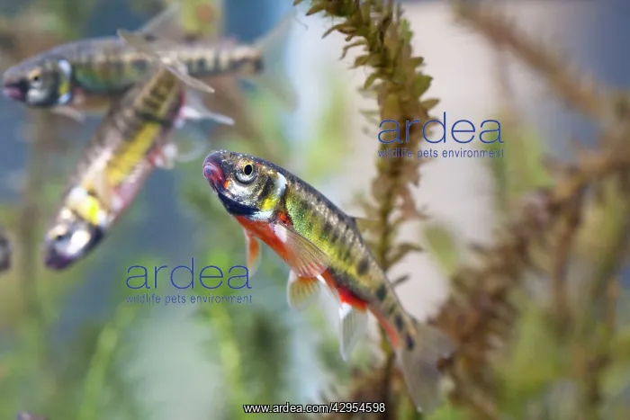 : Minnow - adults in full breeding condition photographed : Minnow - adults in full breeding condition photographed
