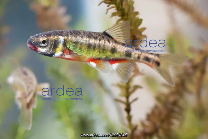 : Minnow - adults in full breeding condition photographed : Minnow - adults in full breeding condition photographed