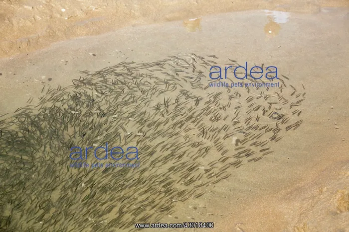 : Minnow Fish trapped in pool at low tide : Minnow Fish trapped in pool at low tide