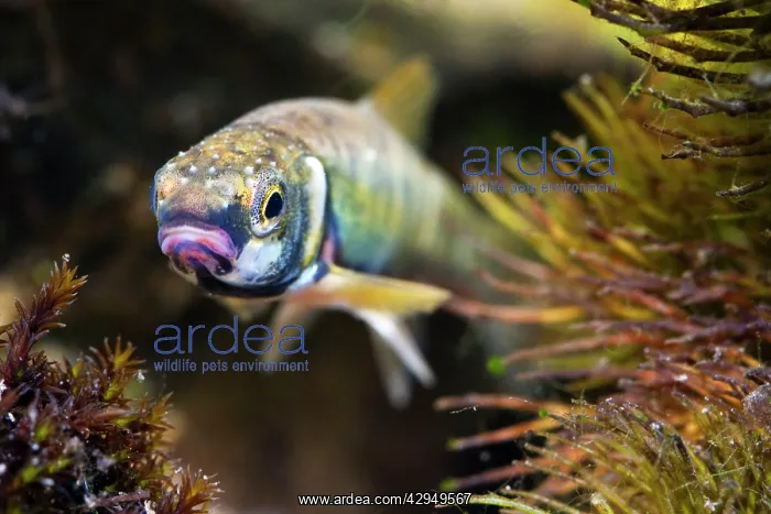 : Minnow - Single adult in breeding condition photographed : Minnow - Single adult in breeding condition photographed