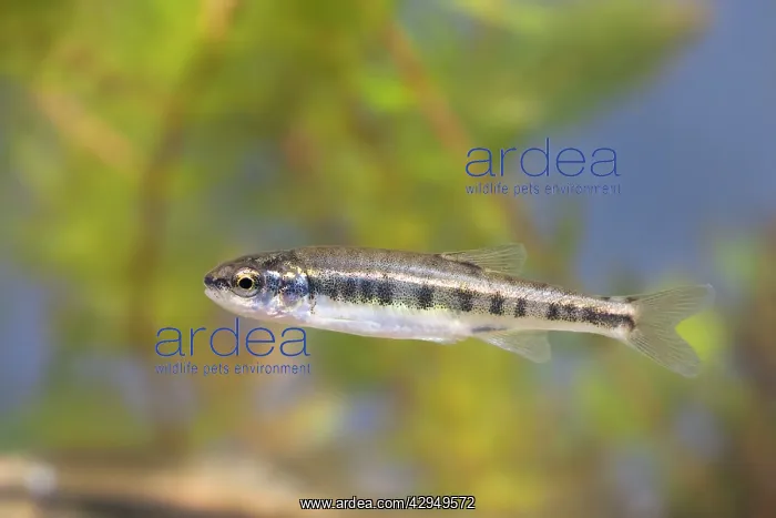 : Minnow - Single juvenile photographed underwater : Minnow - Single juvenile photographed underwater