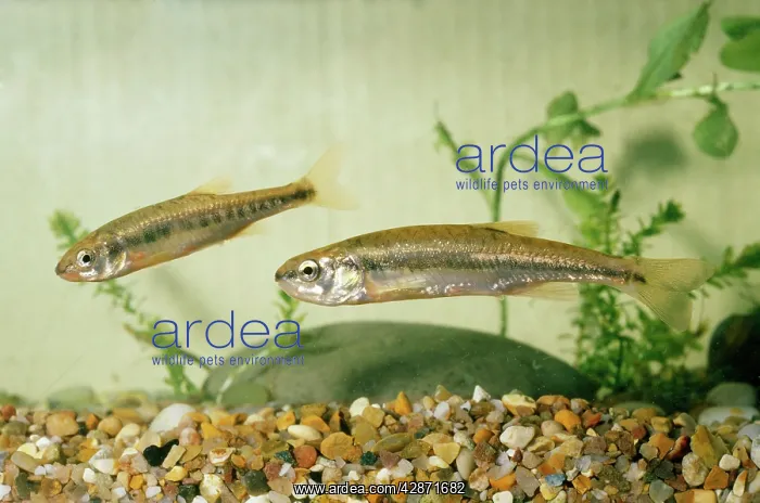  : MINNOWS
