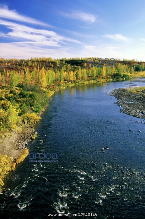 : minor river in semi-tundra in autumn, near Dudinka : minor river in semi-tundra in autumn, near Dudinka