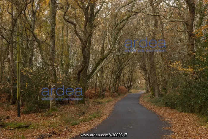 : Minor road through ancient beech and oak wood pasture : Minor road through ancient beech and oak wood pasture