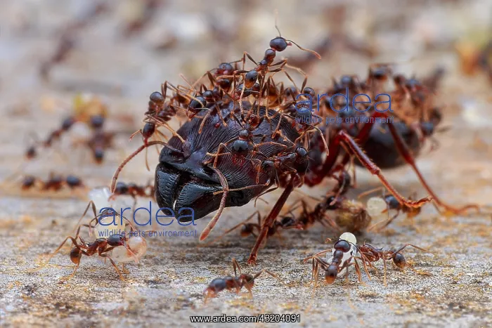 : Minor worker ants protecting the major worker ant : Minor worker ants protecting the major worker ant