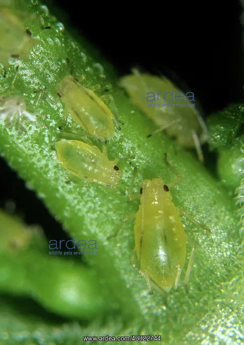 : Mint aphid : Mint aphid