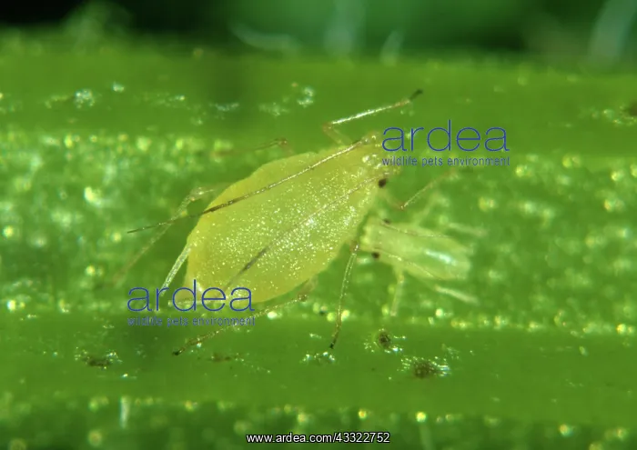 : Mint aphid : Mint aphid