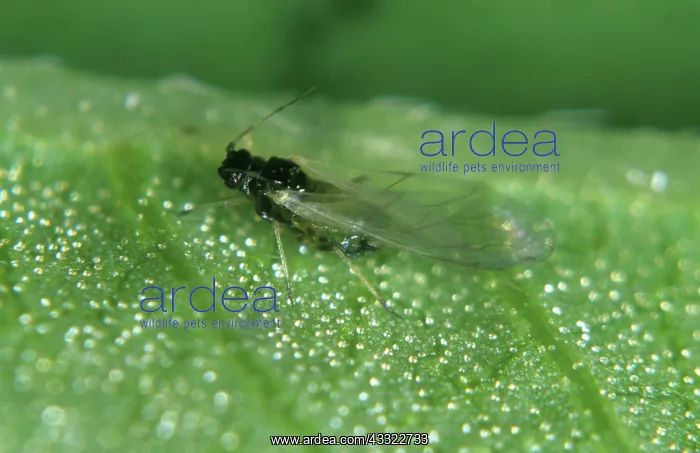 : Mint aphid alate : Mint aphid alate