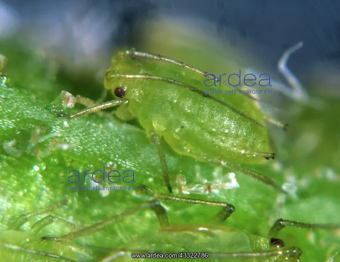  : Mint aphids