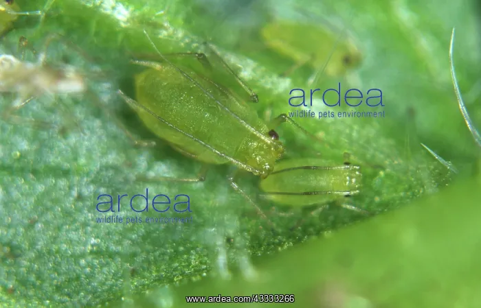 : Mint aphids : Mint aphids