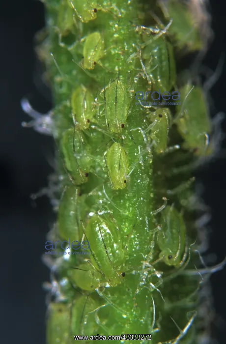 : Mint aphids : Mint aphids