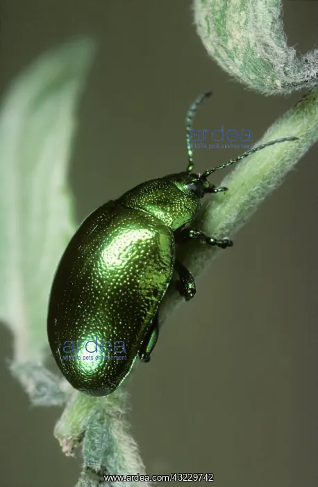 : Mint Beetle (Chrysolina menthastri) : Mint Beetle (Chrysolina menthastri)