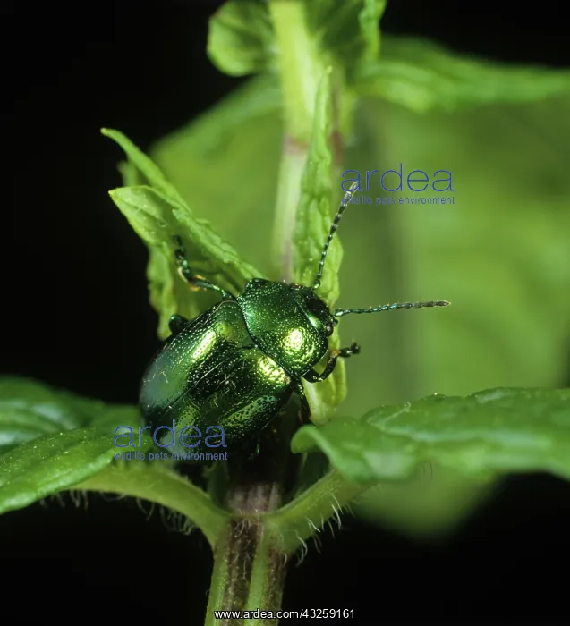 : Mint beetle on mint : Mint beetle on mint