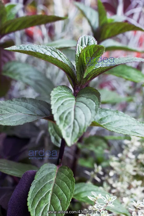 : Mint, Chocolate mint, Mentha piperita citrata Chocolate : Mint, Chocolate mint, Mentha piperita citrata Chocolate