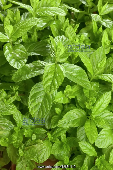  : Mint - close-up of leaves