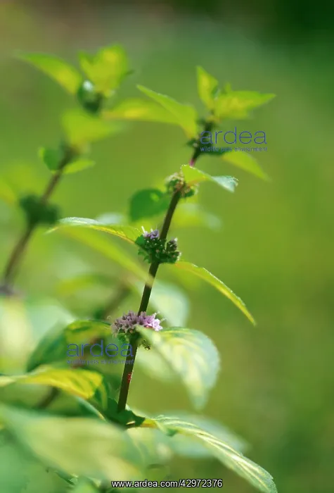 : Mint, Ginger mint, Mentha x gracilis ?Variegata? : Mint, Ginger mint, Mentha x gracilis ?Variegata?