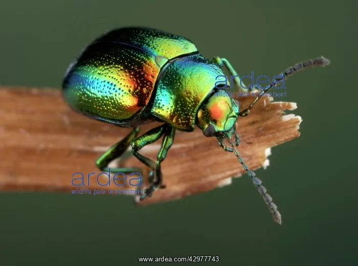 : Mint Leaf Beetle : Mint Leaf Beetle