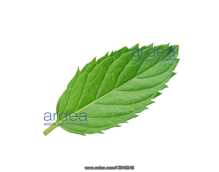 : Mint, Mentha : Mint, Mentha
