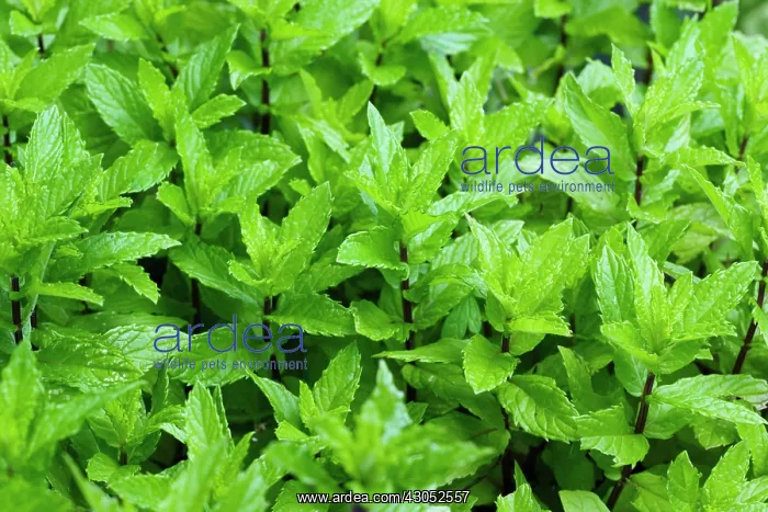 : Mint, Mentha : Mint, Mentha