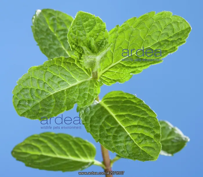  : Mint (Mentha sp)