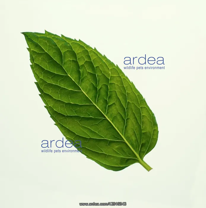 : Mint, Peppermint : Mint, Peppermint