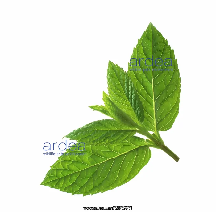 : Mint, Peppermint : Mint, Peppermint
