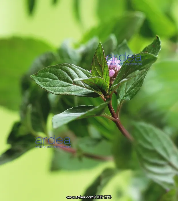 : Mint, Peppermint : Mint, Peppermint
