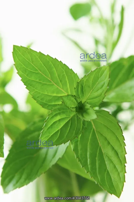 : Mint, Peppermint : Mint, Peppermint