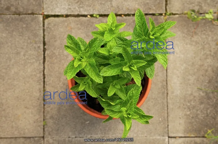 : Mint peppermint : Mint peppermint