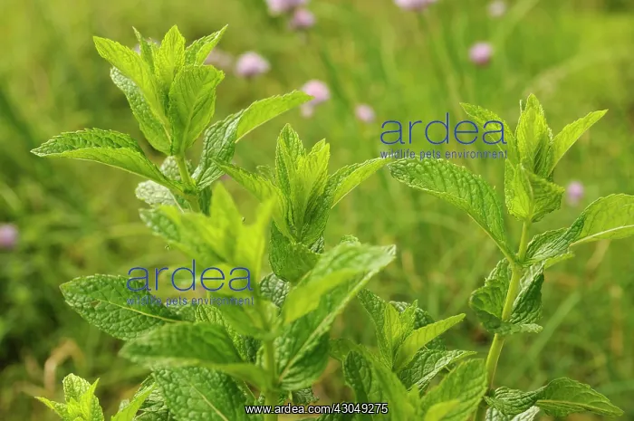 : Mint peppermint : Mint peppermint
