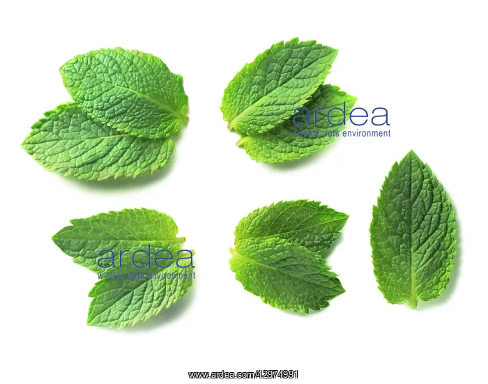 : Mint, Peppermint, Mentha piperita : Mint, Peppermint, Mentha piperita
