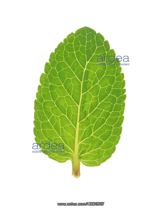 : Mint, Peppermint, Mentha piperita : Mint, Peppermint, Mentha piperita