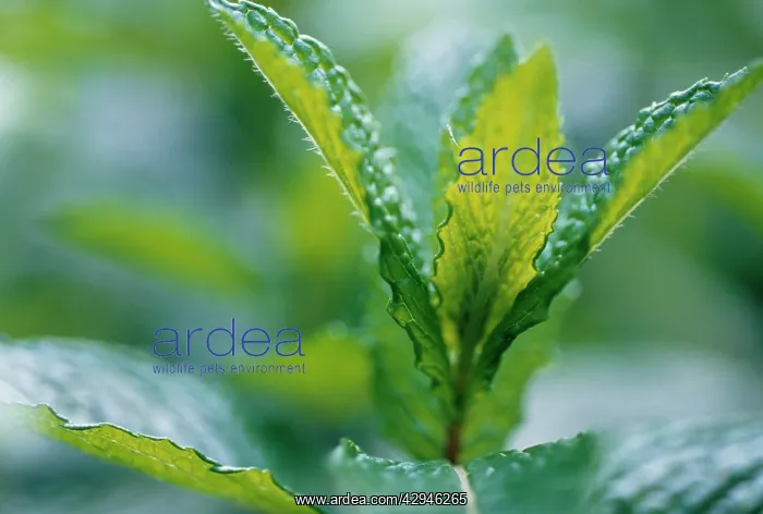 : Mint, Spearmint : Mint, Spearmint