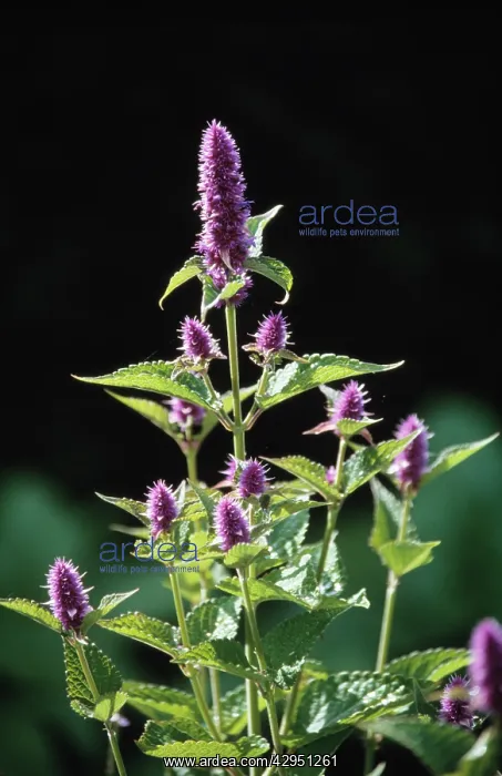: Mint, Spearmint : Mint, Spearmint