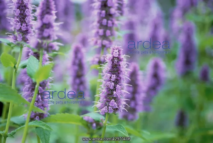 : Mint, Spearmint : Mint, Spearmint