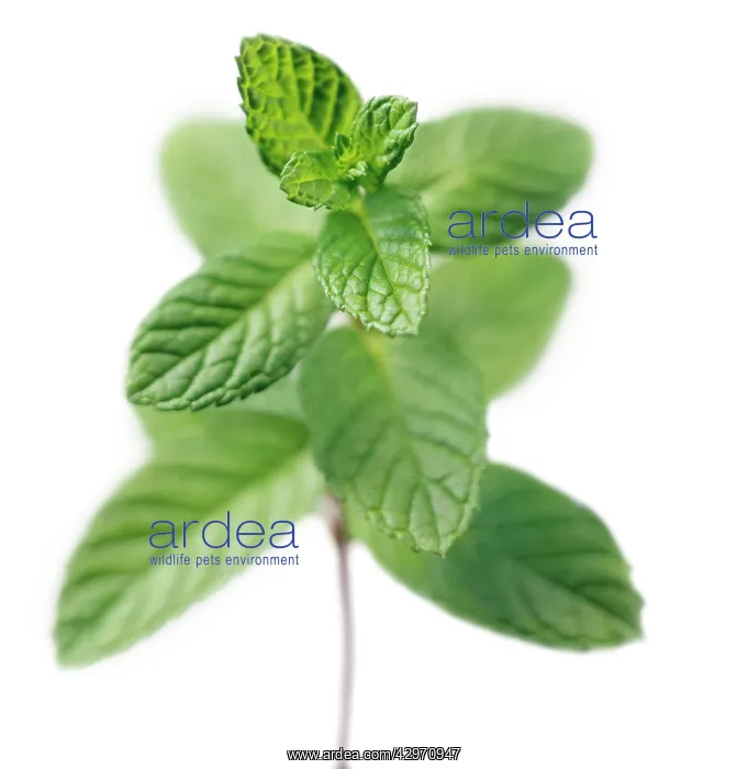 : Mint, Spearmint : Mint, Spearmint