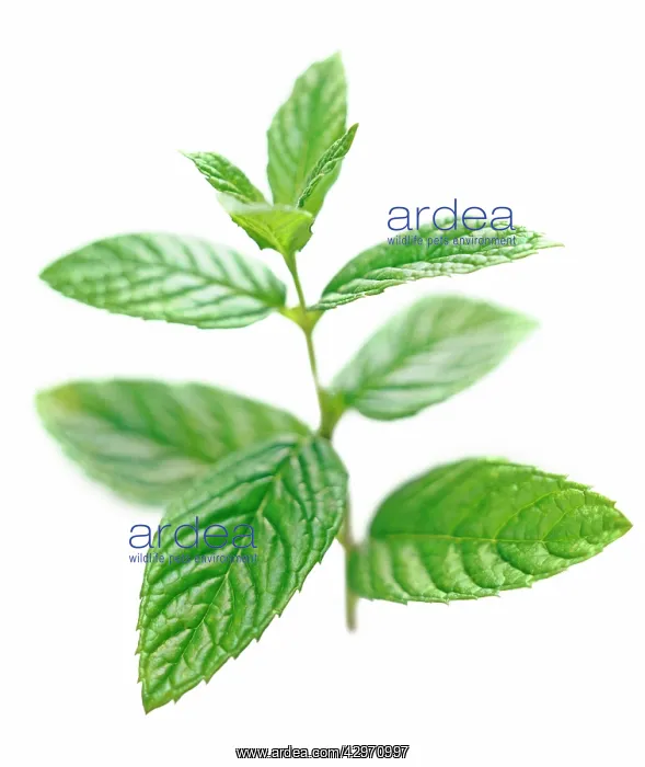 : Mint, Spearmint : Mint, Spearmint