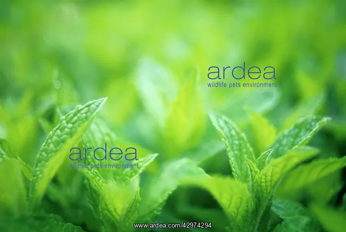 : Mint, Spearmint : Mint, Spearmint