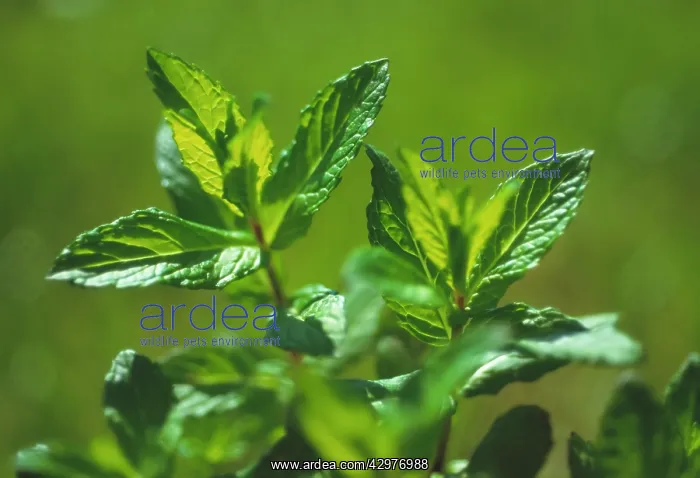 : Mint, Spearmint : Mint, Spearmint