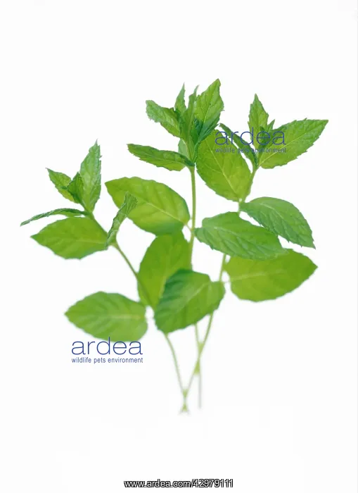 : Mint, Spearmint : Mint, Spearmint