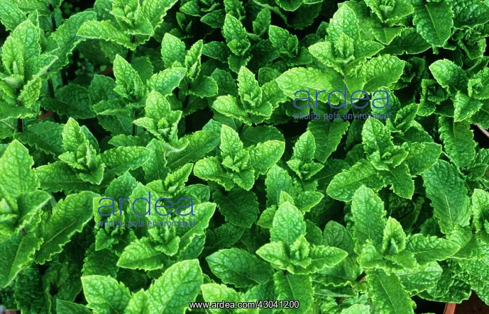 : Mint, Spearmint : Mint, Spearmint