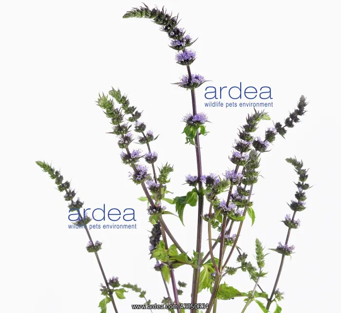 : Mint, Spearmint : Mint, Spearmint