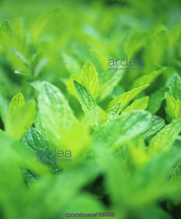 : Mint, Spearmint : Mint, Spearmint