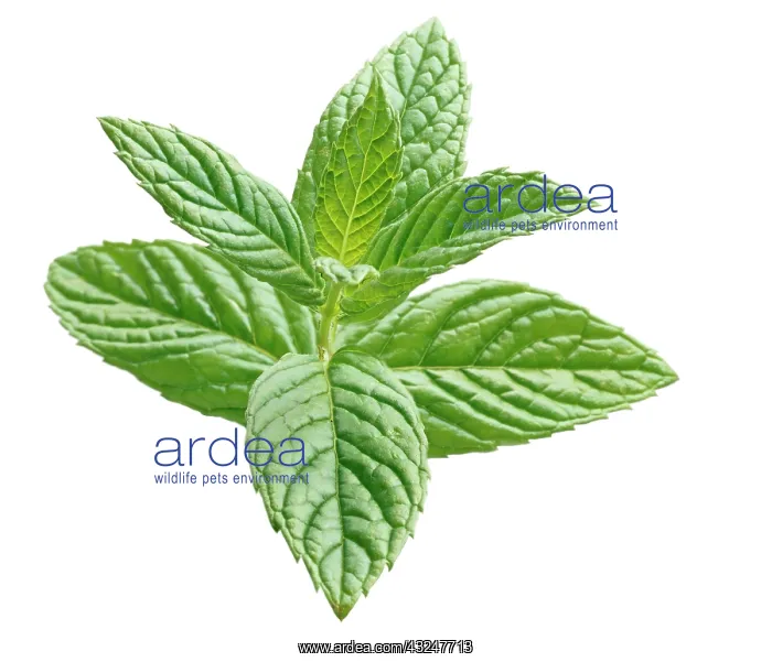 : Mint, Spearmint : Mint, Spearmint