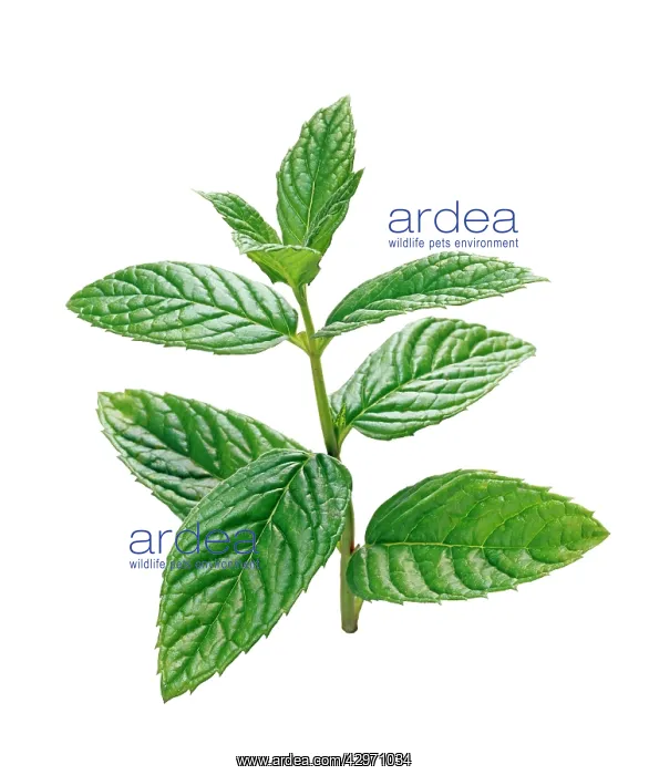 : Mint, Spearmint, Mentha spicata : Mint, Spearmint, Mentha spicata