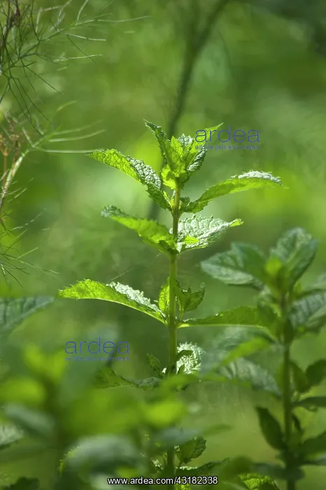 : Mint, Spearmint, Mentha spicata, Side view of one : Mint, Spearmint, Mentha spicata, Side view of one
