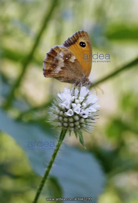 : Mint, Watermint, Mentha aquatica : Mint, Watermint, Mentha aquatica