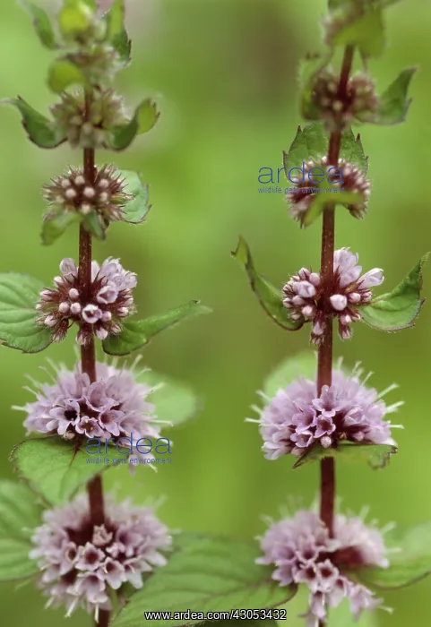 : Mint, Watermint, Mentha aquatica : Mint, Watermint, Mentha aquatica