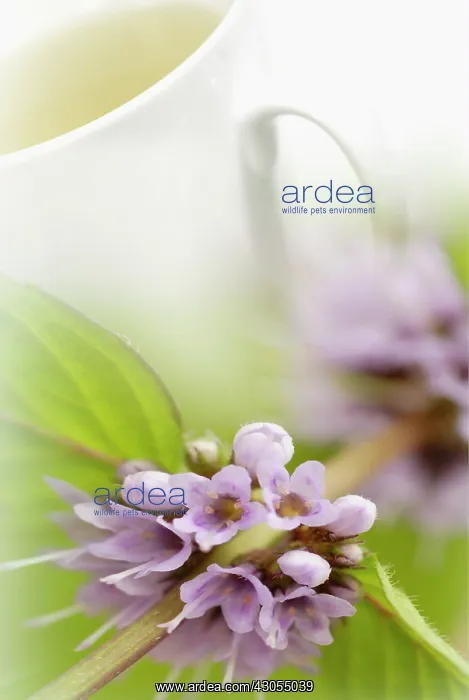 : Mint, Watermint, Mentha aquatica : Mint, Watermint, Mentha aquatica
