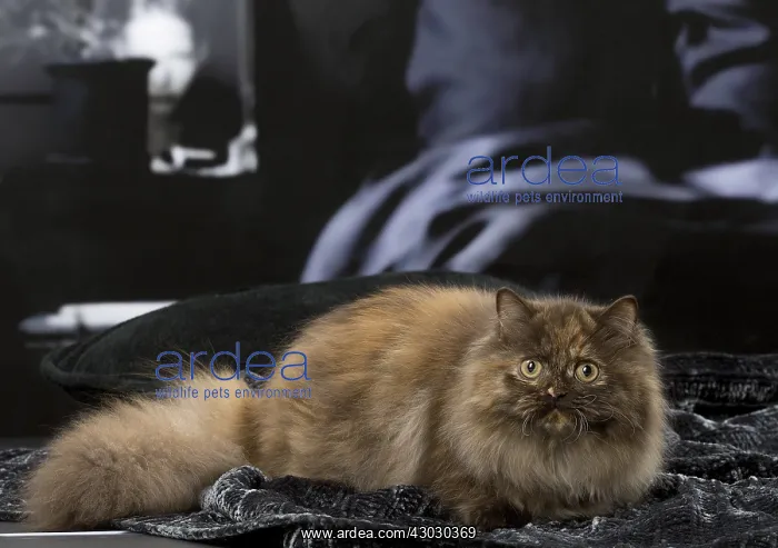  : Minuet cat indoors